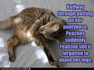 peaches cat and pantyhose humour - she forgot to shave her legs