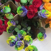 multi coloured roses